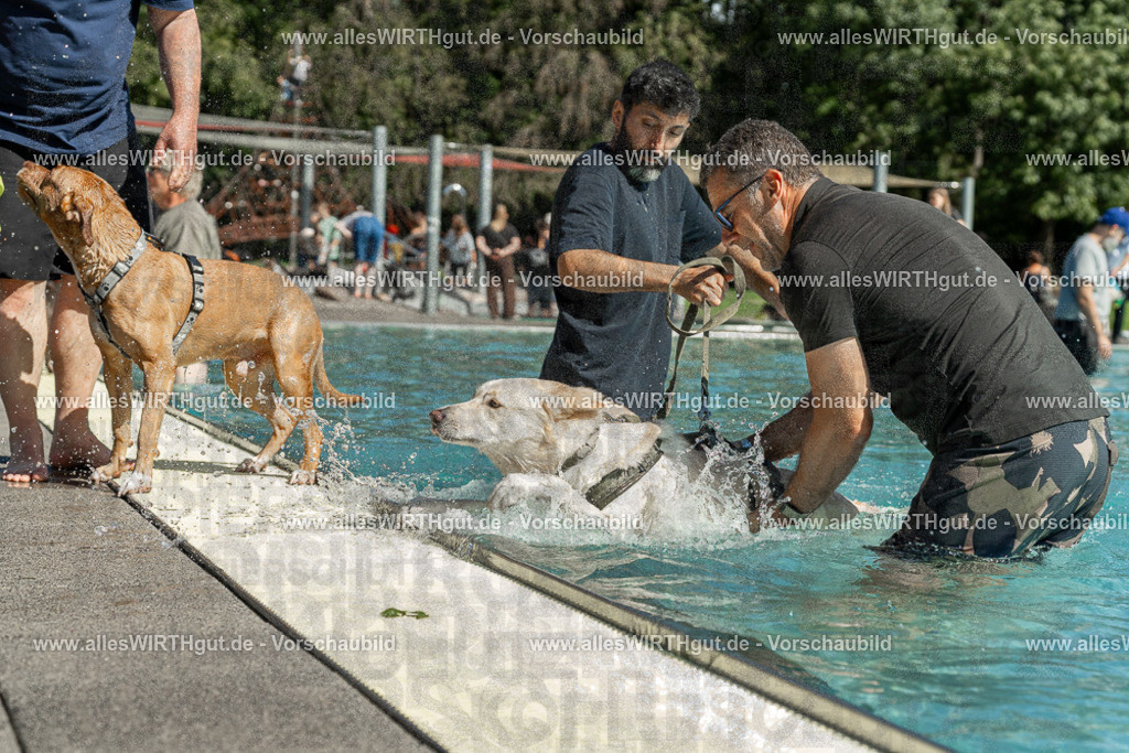 Hundeschwimmen_Volksbad_2026-allesWIRTHgut_Tierfotografie-2609061253-120356-7R500275 | Professionelle Tierfotografie in Mönchengladbach von Daniel Wirth (allesWIRTHgut). Liebevolle & natürliche Bilder von Hunden & Katzen für unvergessliche Erinnerungen.