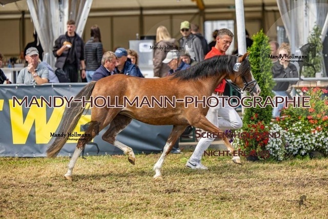 26-8-22 LTN Welsh-53 | mandyhollmannphotographie