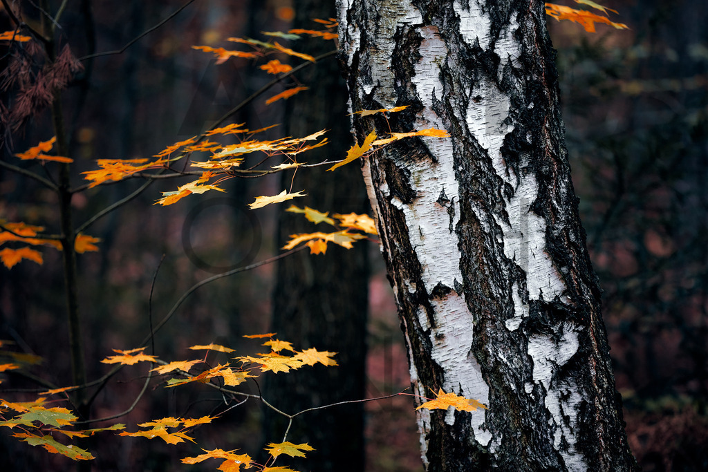 Ein Hans Fineart Original | Entdecke die Kunst von Hans Fineart - Fotografien für dein Zuhause. Verwandle deine Wände mit einzigartigen Kunstwerken und bringe die Schönheit der Welt in dein Leben. Bestelle jetzt und schaffe einen Ort der Inspiration und Eleganz.