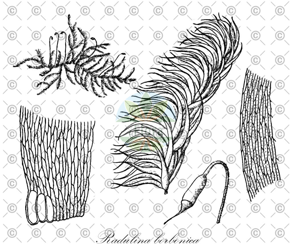 HistAbb_wfo-0000733808_1_ENZY_Simple | Historische Abbildung von Radulina borbonica - Sematophyllaceae | Historical Illustration of Radulina borbonica - Sematophyllaceae