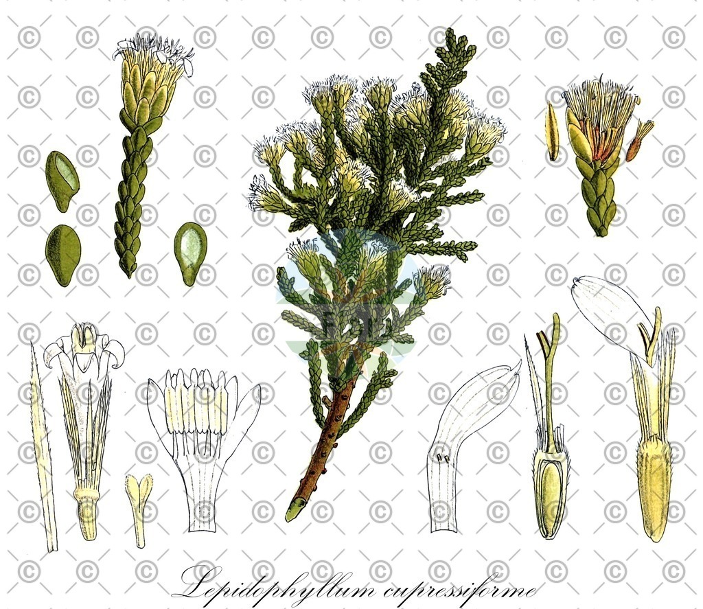 HistAbb_wfo-0001168406_1_ENZY_Simple | Historische Abbildung von Lepidophyllum cupressiforme - Asteraceae | Historical Illustration of Lepidophyllum cupressiforme - Asteraceae