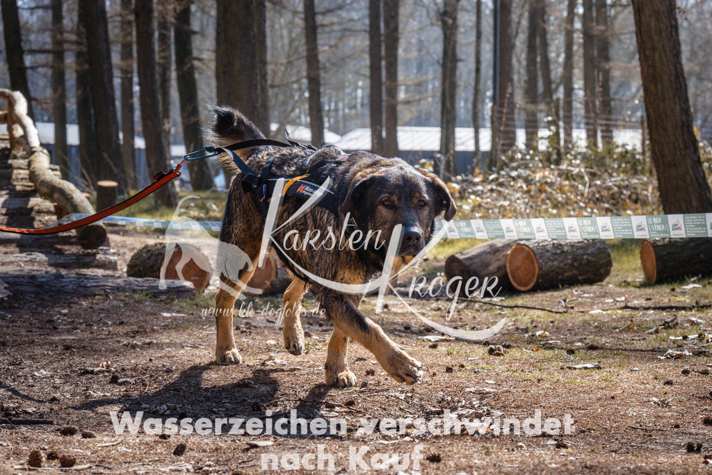 1312_ZZ94696 | kk-dogfotos