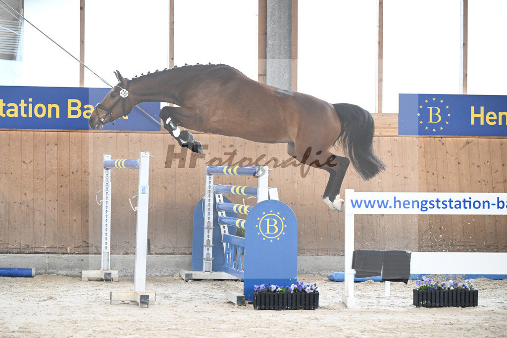 Kat-Nr. 60 Nikita F v. Uricas van de Kattevennen_Fischer_7240300 | hf-fotografie - Realisiert mit Pictrs.com