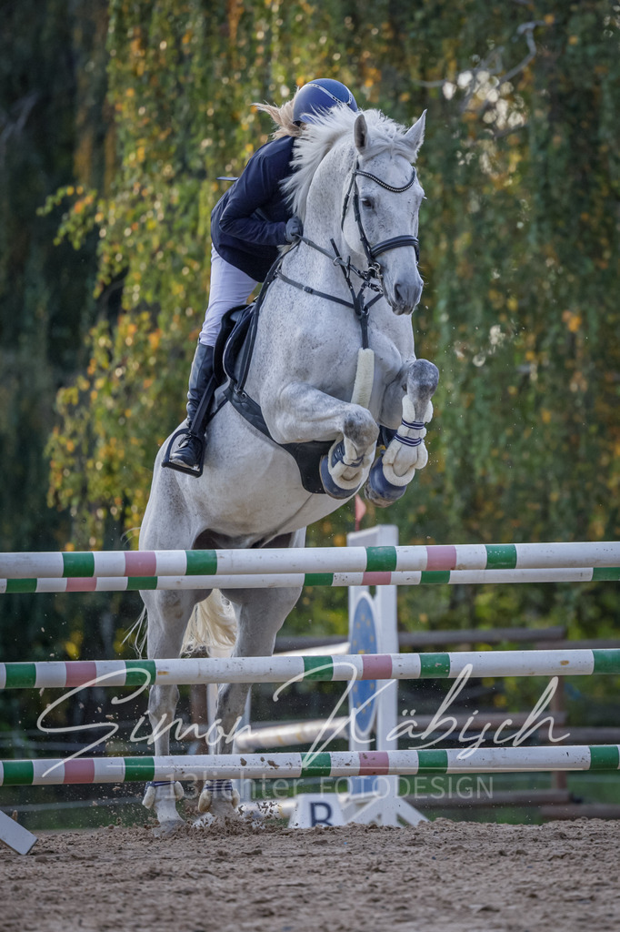 20251012-_3LI5809 | Tierfotografie Pferde, Hunde, Katzen, Haustiere.
Turnierfotografie Reitturniere, Reiten, Springreiten, Dressur in Hanau, dem Main-Kinzig-Kreis und dem Rhein-Main- Gebiet um Frankfurt