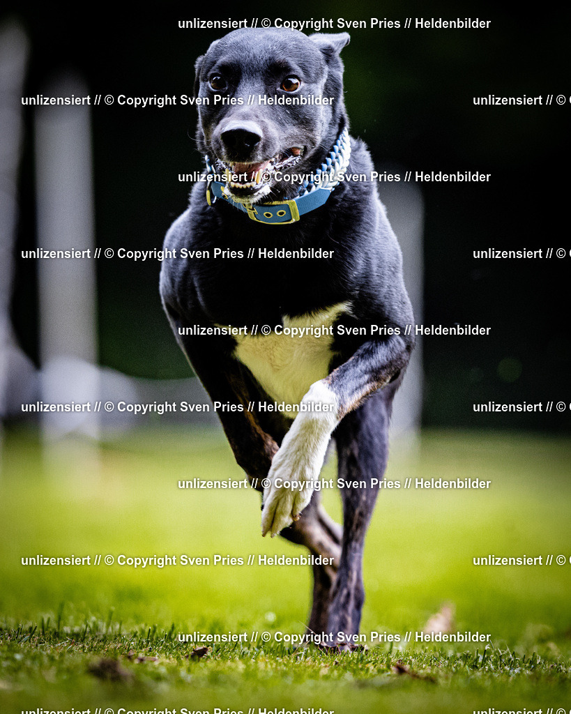 Sven Pries | 2025-10-03 - Hunderennen Obergrombach - Realisiert mit Pictrs.com