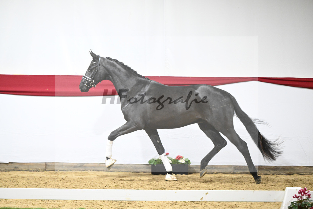 Kat-Nr. 72 v. Maracana_Tanner_63222113 | hf-fotografie - Realisiert mit Pictrs.com