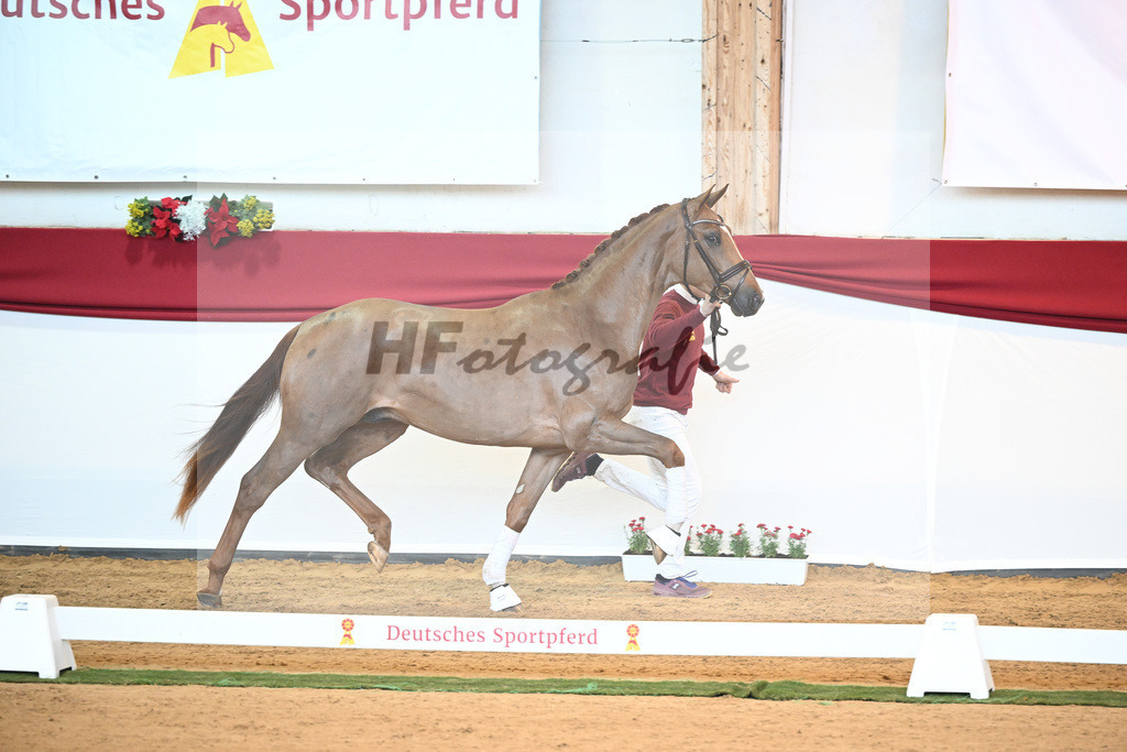 Kat-Nr. 18 D cinzano x Frenchman II_Heinrich_43230168 | hf-fotografie - Realisiert mit Pictrs.com