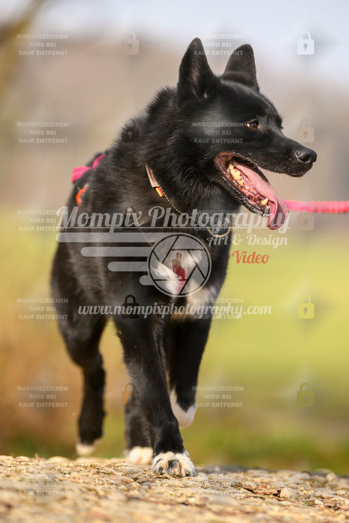 MompixPhotography_6ReiatRennen2026_SA_HappyDog-80 | PayLife