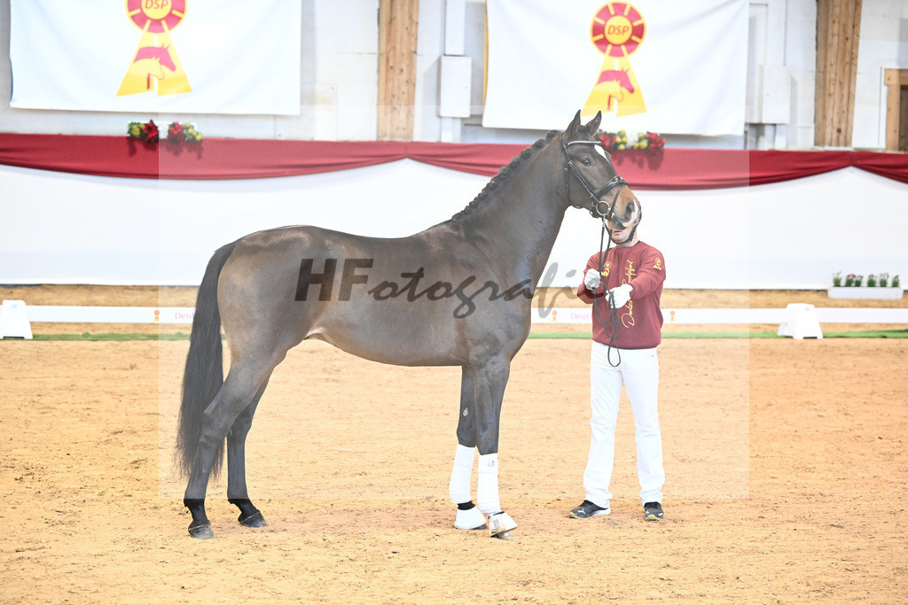 Kat-Nr. 54 Va Bene x Charmeur_Mueller_43231729 | hf-fotografie - Realisiert mit Pictrs.com