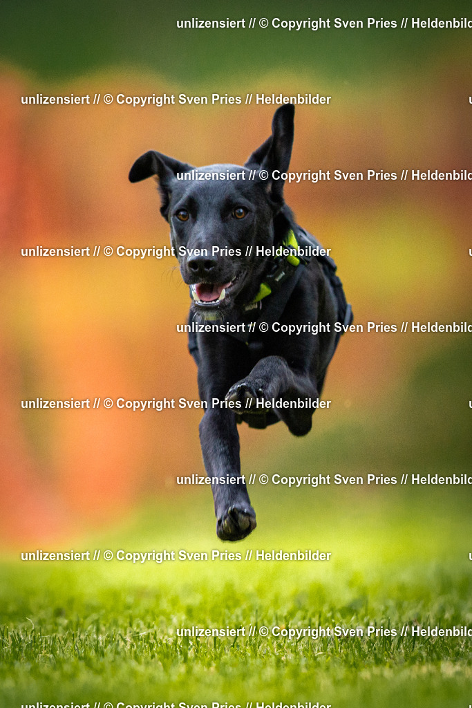 Sven Pries | 2025-09-21 - Hunderennen Baden-Oos - Realisiert mit Pictrs.com