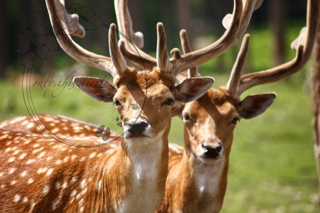 Damhirsche | only.this.little.world - Realisiert mit Pictrs.com