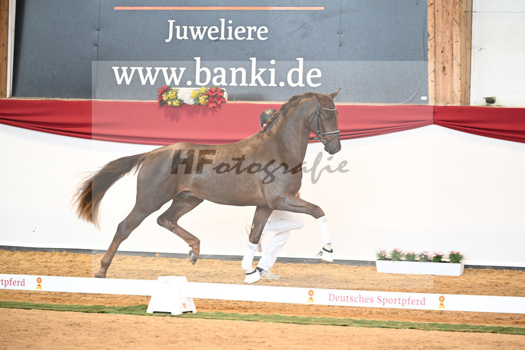 Kat-Nr. 63 Fidertanz x Romanov Blue Hors_La Rue_43230620 | hf-fotografie - Realisiert mit Pictrs.com