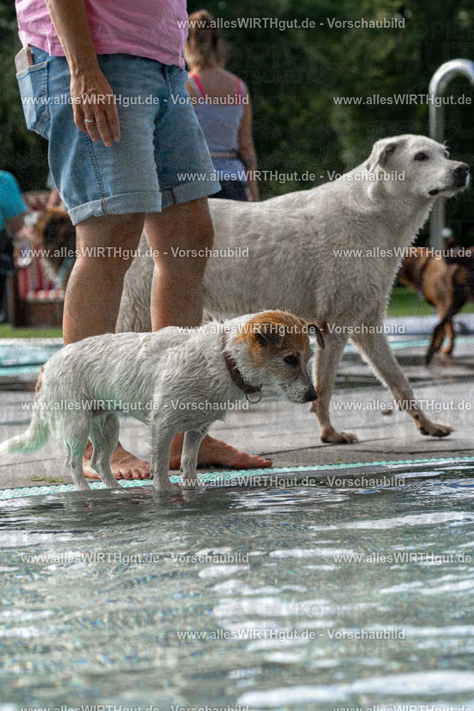 Hundeschwimmen_Volksbad_2026-allesWIRTHgut_Tierfotografie-2609061452-FAY06997 | Professionelle Tierfotografie in Mönchengladbach von Daniel Wirth (allesWIRTHgut). Liebevolle & natürliche Bilder von Hunden & Katzen für unvergessliche Erinnerungen.