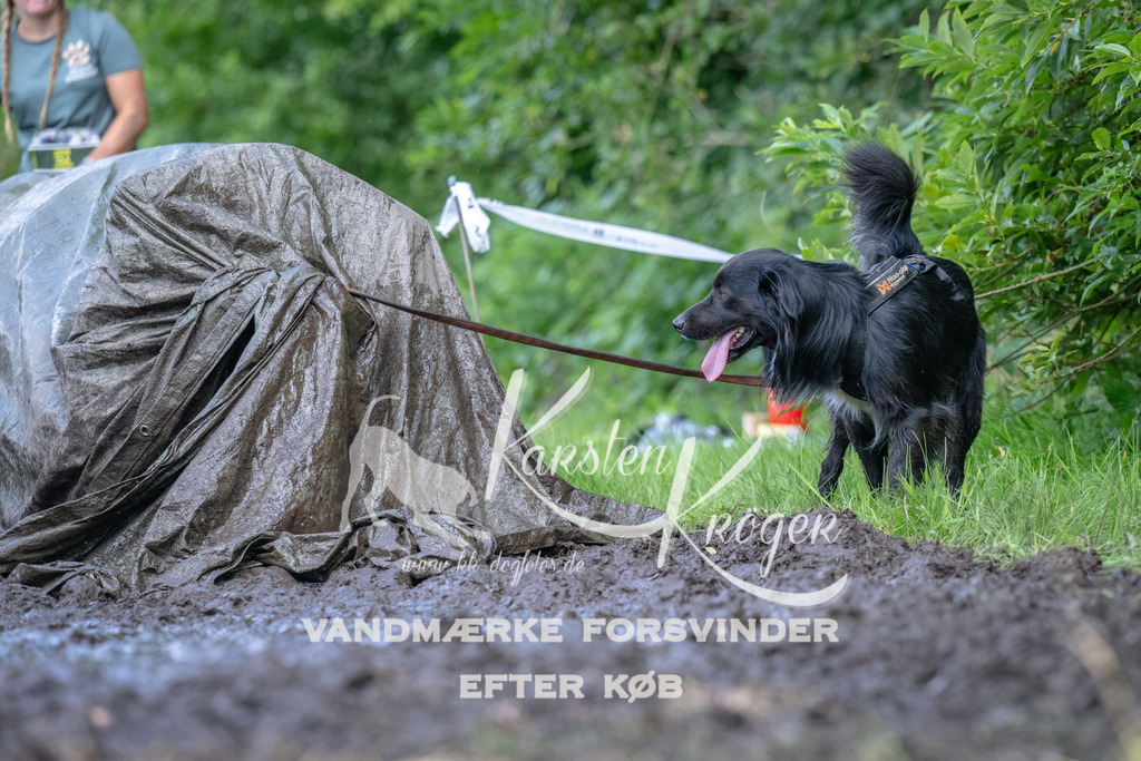 1529_ZZ91487 | kk-dogfotos