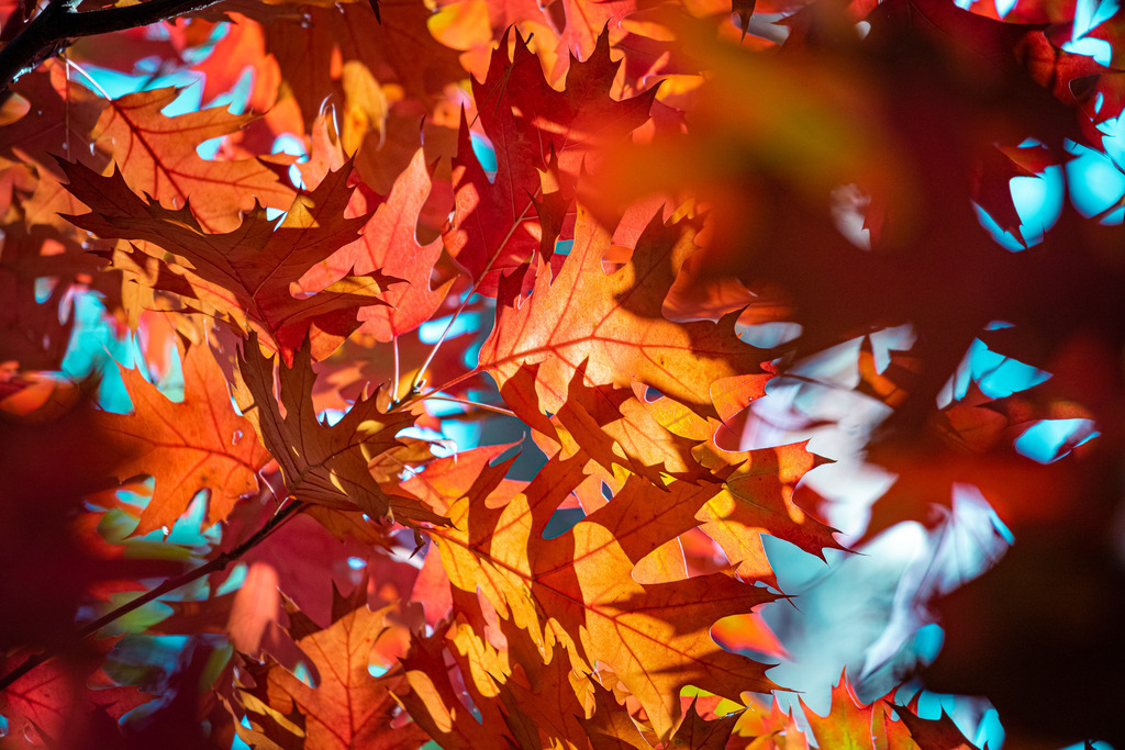 Herbstzeit 2 | fotografie-bernd-pfalzgraf - Realisiert mit Pictrs.com