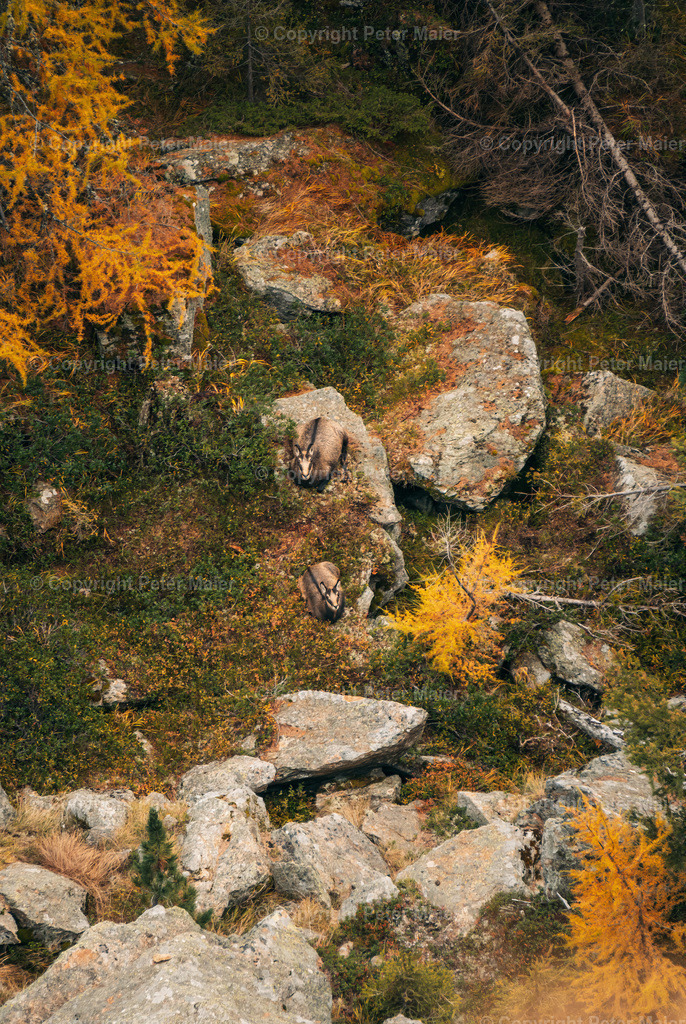 Ebeneck_Herbst_24-24 | piet_flosse