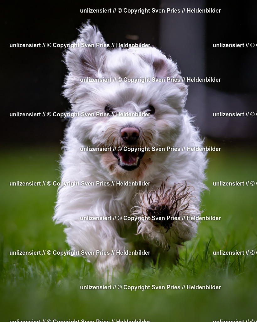 Sven Pries | 2024-10-19 - Hunderennen Ober-Grombach - Realisiert mit Pictrs.com