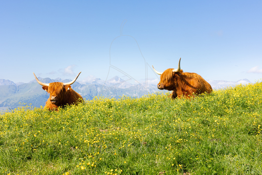 Kuhler Almsommer | Hochlandrinder auf der Almweide - Realisiert mit Pictrs.com