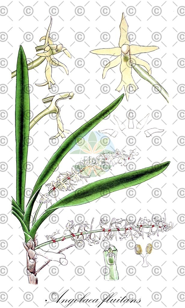 HistAbb_wfo-0000536542_39_ENZY_Simple | Historische Abbildung von Angolaea fluitans - Podostemaceae | Historical Illustration of Angolaea fluitans - Podostemaceae