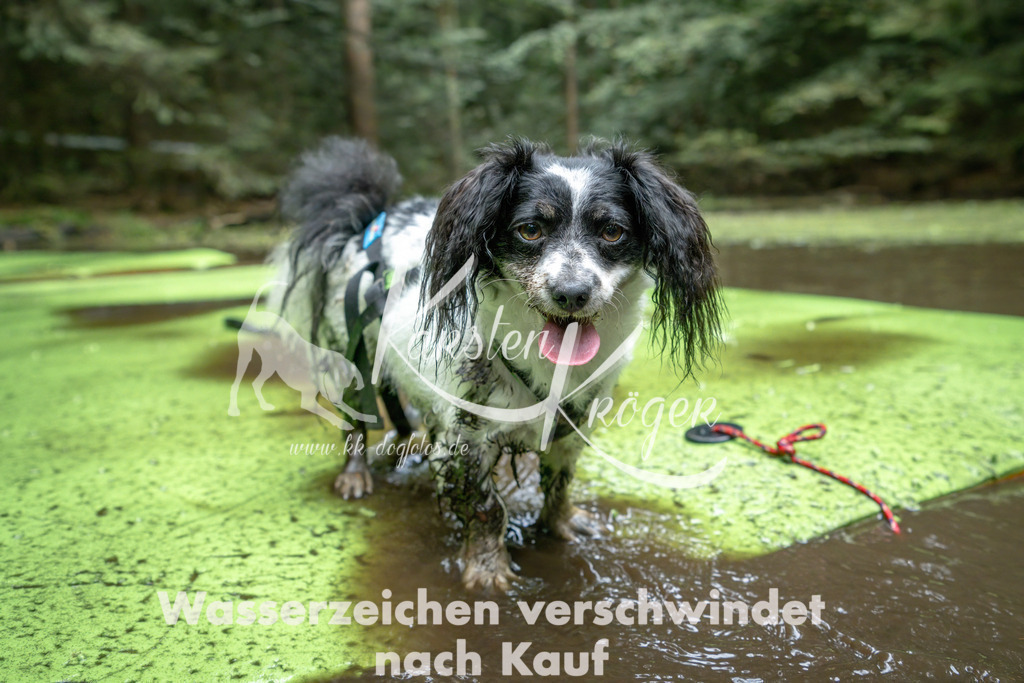1522_ZZ90465-Bearbeitet | kk-dogfotos