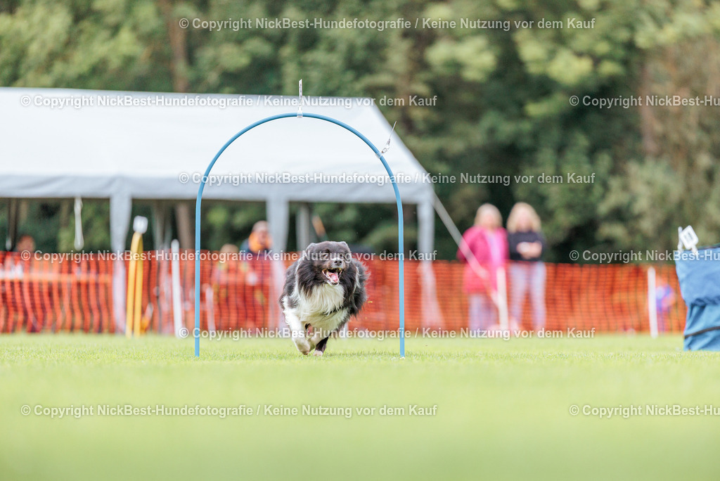 BSP Hoopers-H3-2026-Nickbest-Hundefotografie-TuS Komet Arsten e.V.-1353 | Dein Hund! Dein Moment! Deine Erinnerungen! Hundefotografie in Bremen Blumenthal. Ich fange die besonderen Momente deines Vierbeiners ein – ob Indoor mit Blitzanlage oder in der freien Natur. Sicher dir dein Moment und dein Termin für eure Erinnerungen.