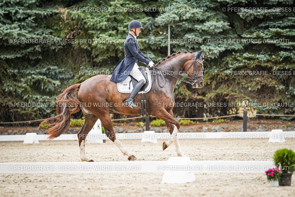 DSC07876 | Pferdegrafie