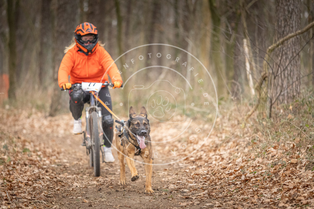Pfotenfotografie_DV3A5781 | Hundefotografie, Tierfotograf, Pfotenfotografie, Fotoshooting Hund, Hunde Portrait, Hundesport, Hundeportraits, Heideshooting, Hunde, Sportfotograf, Hundefotograf, Turnierhundsport, THS,  - Realisiert mit Pictrs.com