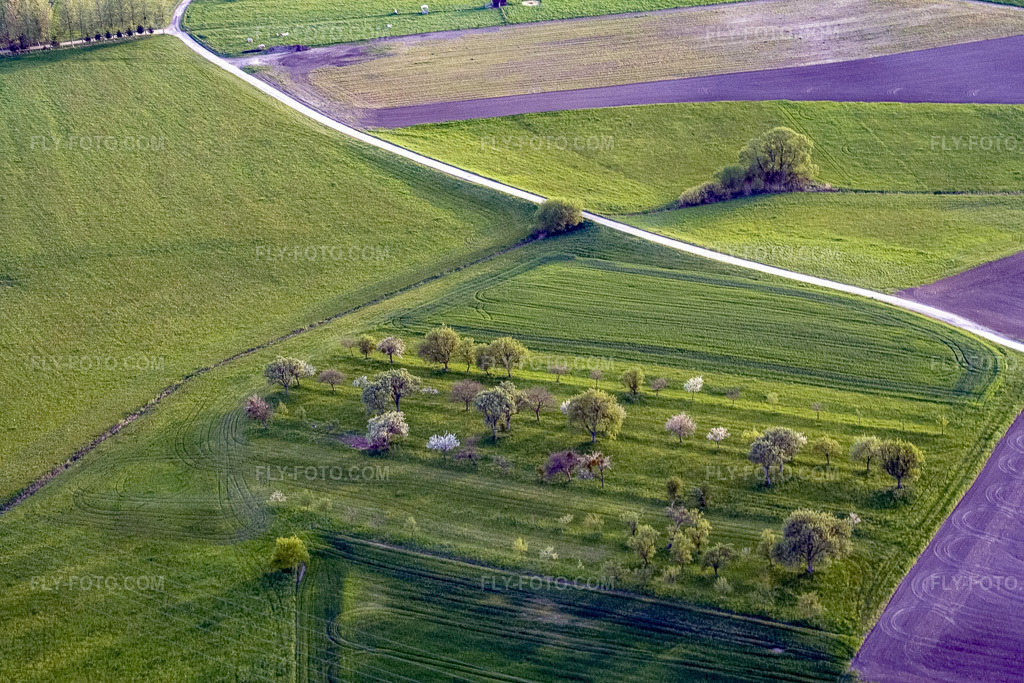 Aerial view: Orchard in Durrenbach in the state Bas-Rhin, France. – Photo: IMG_10674.jpg taken on 05/04/2008 by Werner Riehm/FLY-FOTO.com – Resolution of the original: 3456 x 2304 px