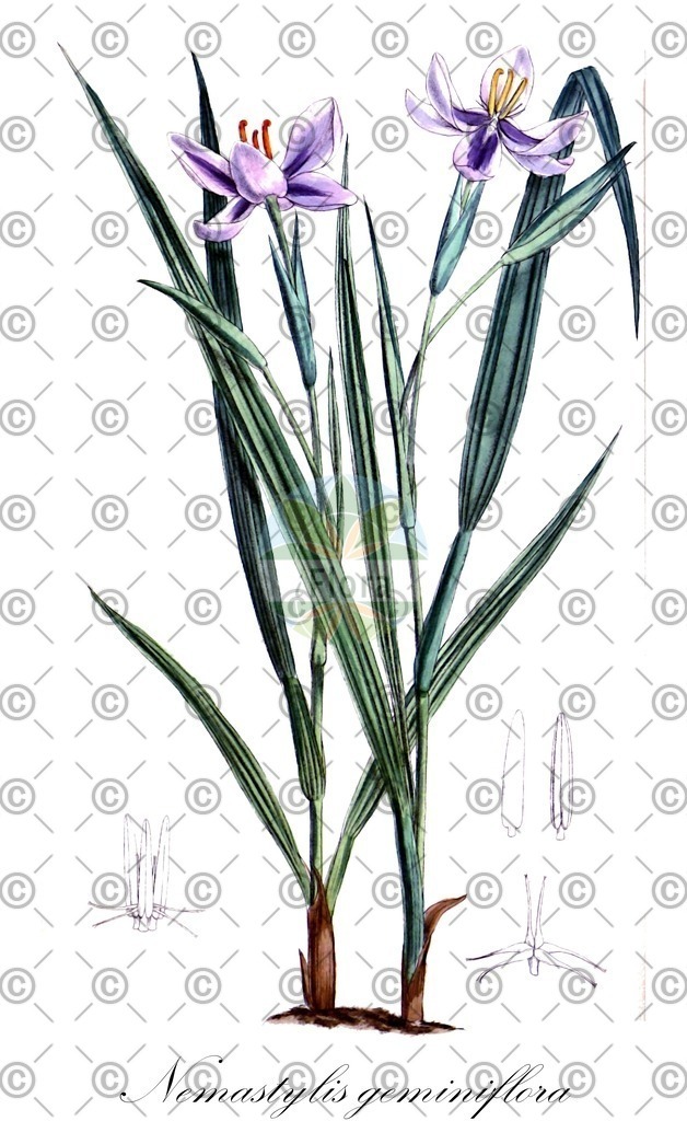 HistAbb_wfo-0001234402_2_ENZY_Simple | Historische Abbildung von Nemastylis geminiflora - Iridaceae | Historical Illustration of Nemastylis geminiflora - Iridaceae