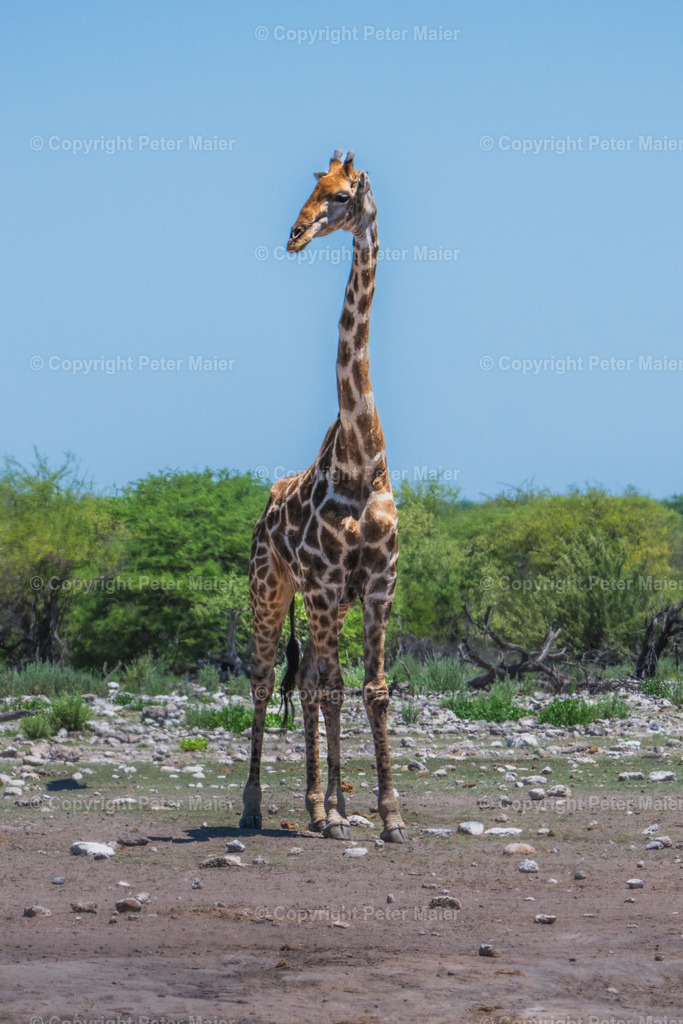 Etosha_Nationalpark_Namibia-893 | piet_flosse