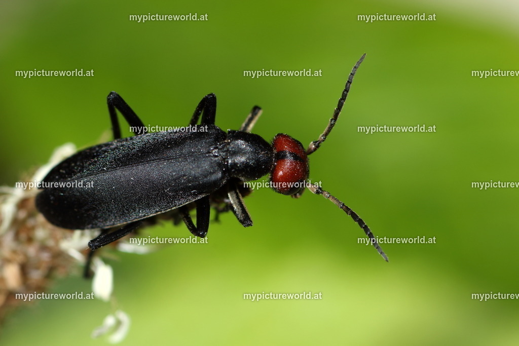 Epicauta rufidorsum-001 | Das Bilderarchiv über Tiere, Planzen und Landschaften. In der Bilddatenbank finden Sie ein große Auswahl an hochwertigen Bilder für Ihre Werbung - Realisiert mit Pictrs.com