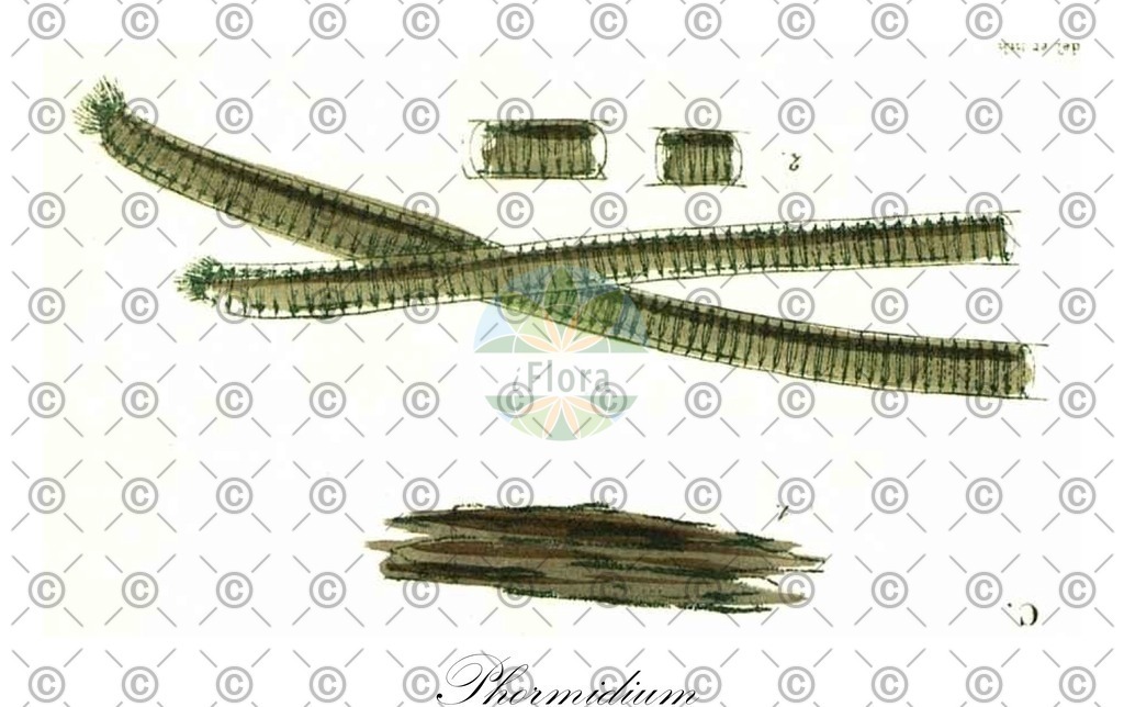 HistAbb_EMP_90210_1_SIMPLE | Historische Abbildung von Phormidium - Oscillatoriaceae (0) | Historical Illustration of Phormidium - Oscillatoriaceae (0)