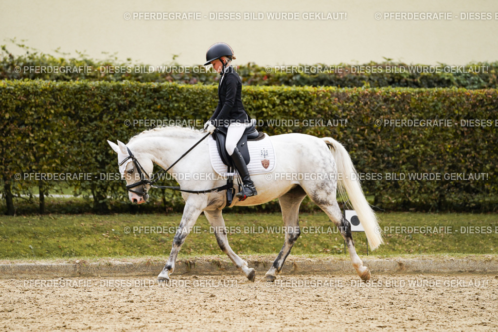 DSC09497 | Pferdegrafie