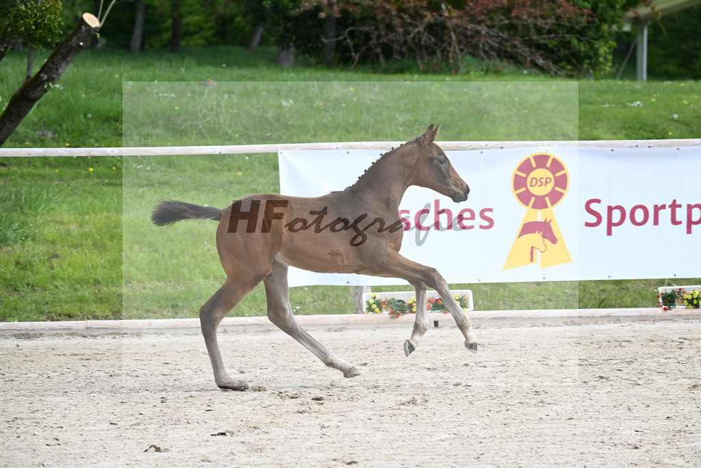 Glamourdale x San Muscadet_SF_Rattenhuber_11240041 | hf-fotografie - Realisiert mit Pictrs.com