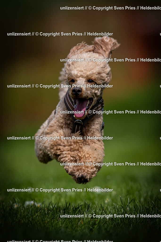 Sven Pries | 2025-04-13 - Hunderennen Baden-Baden - Realisiert mit Pictrs.com