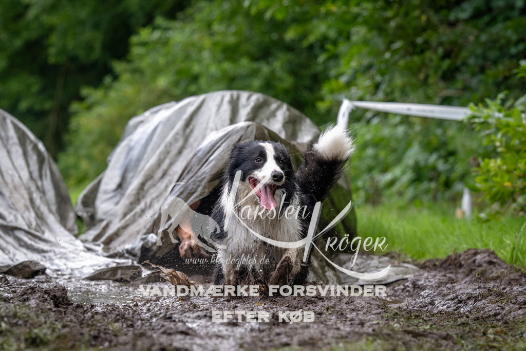 1040_ZZ92540 | kk-dogfotos