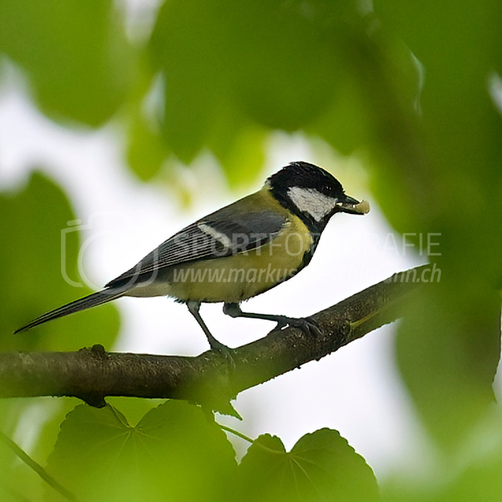 20240509_0929_AEM_nefti_1967-Bearbeitet | 09.05.2024 / , Neftenbach

Bild: Sportfotografie Markus Aeschimann | www.markus-aeschimann.ch - Realisiert mit Pictrs.com