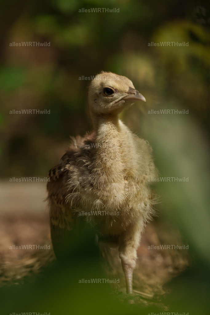 Daniel Wirth - www.allesWIRTHwild.de -7IV06752 | Entdecke die faszinierende Welt der Natur- und Wildlife-Fotografie von Daniel und Bärbel. Inspirierende Bilder von wilden Tieren und kleinen Naturwundern.