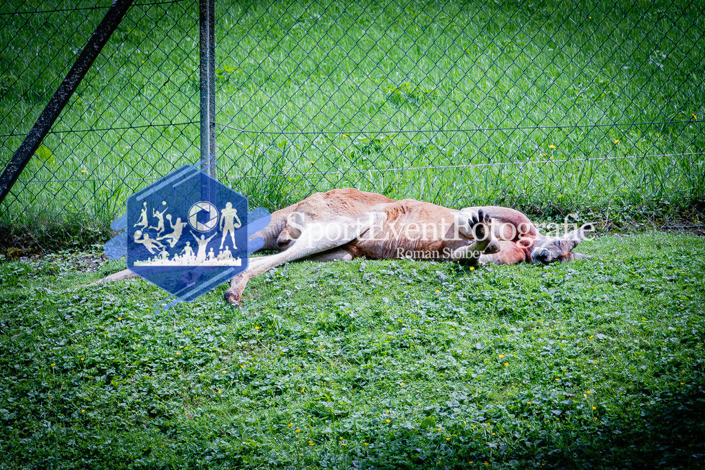 IMG_1123 | SportEventFotografie - Roman Stoiber