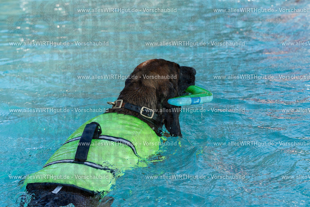Hundeschwimmen_Volksbad_2026-allesWIRTHgut_Tierfotografie-2609061608-FAY07385 | Professionelle Tierfotografie in Mönchengladbach von Daniel Wirth (allesWIRTHgut). Liebevolle & natürliche Bilder von Hunden & Katzen für unvergessliche Erinnerungen.