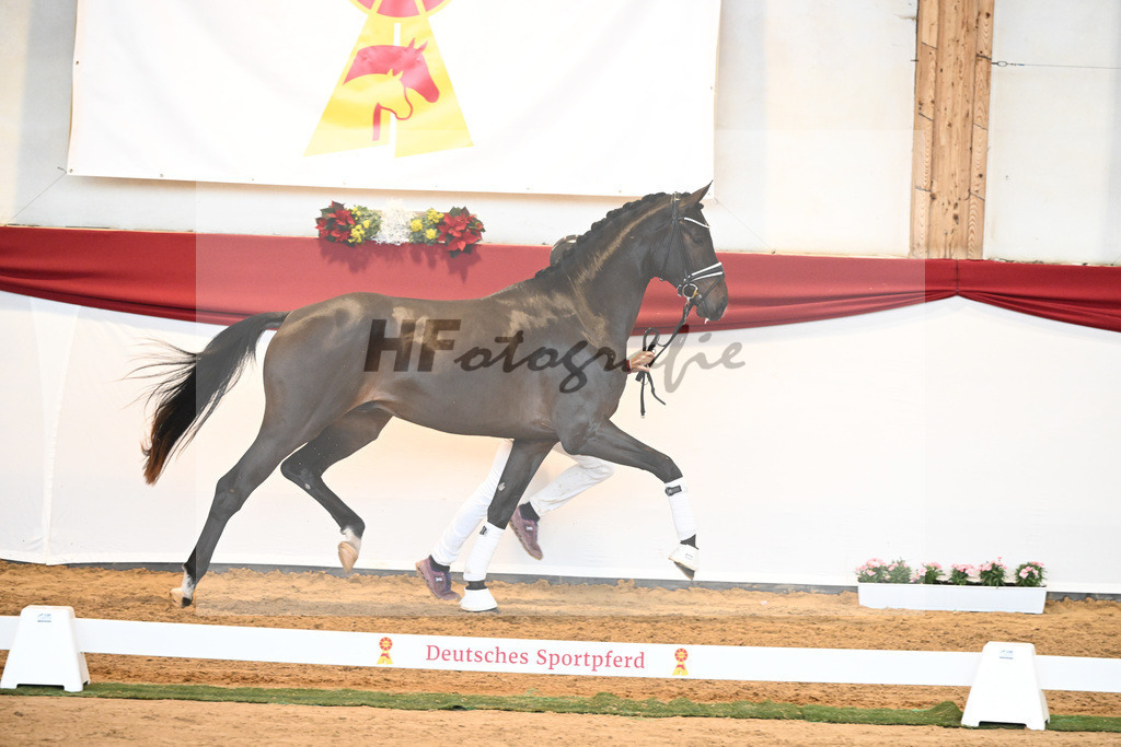 Kat-Nr. 51 Va Bene x Dante Weltino_Bergmann_43230709 | hf-fotografie - Realisiert mit Pictrs.com