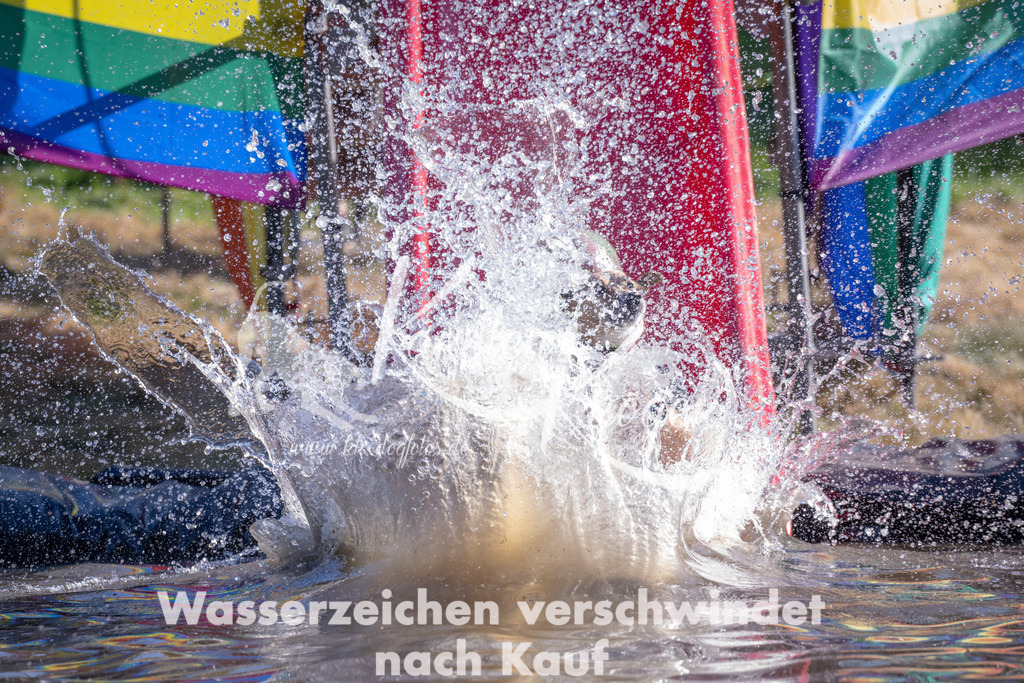 1708_ZZ93386 | kk-dogfotos