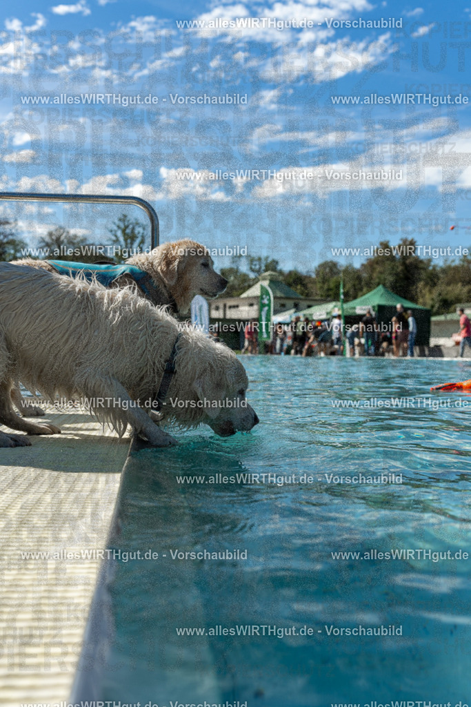Hundeschwimmen_Volksbad_2026-allesWIRTHgut_Tierfotografie-2609061305-121509-7R500477 | Professionelle Tierfotografie in Mönchengladbach von Daniel Wirth (allesWIRTHgut). Liebevolle & natürliche Bilder von Hunden & Katzen für unvergessliche Erinnerungen.
