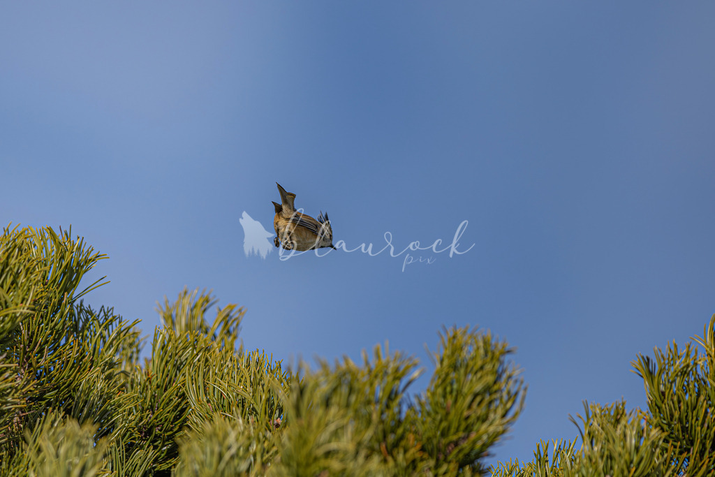 701A5833-Verbessert-RR | Sportbilder, Sportfotograf, Hochzeits- und Eventfotografin, Flugshows, Portraits und Tiershooting, Aviation, Downhill, Nationalleague, Swissleague, International