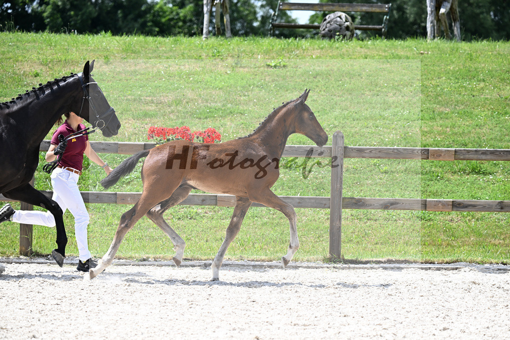 Kat-Nr. 33 Escaneno x De Niro_HF_Vierl_15250881 | hf-fotografie - Realisiert mit Pictrs.com