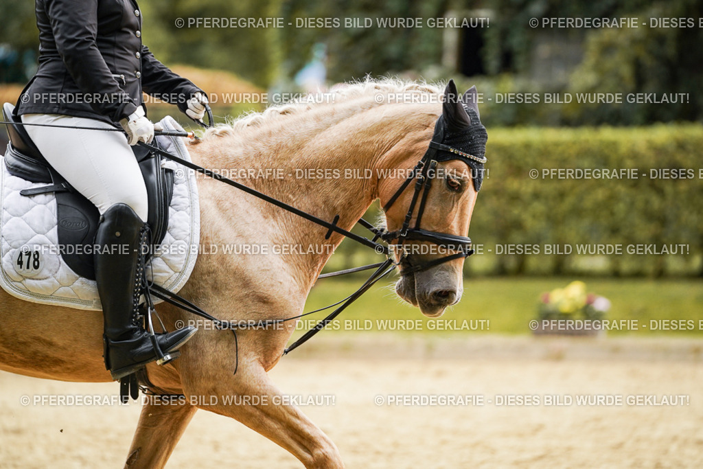 DSC00094 | Pferdegrafie