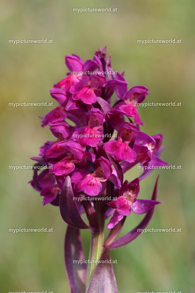 Holunder-Knabenkraut-004 | Das Bilderarchiv über Tiere, Planzen und Landschaften. In der Bilddatenbank finden Sie ein große Auswahl an hochwertigen Bilder für Ihre Werbung - Realisiert mit Pictrs.com