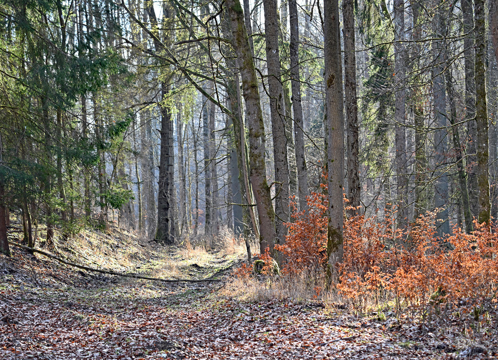Waldbild01 | lucisnaturbilder - Realisiert mit Pictrs.com
