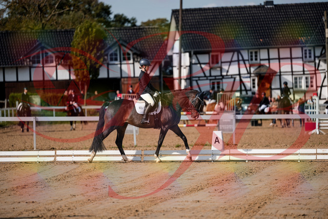 2026_10_03_Siefer-Hof_113622_Z63_21474403 | Professionelle Reitsport-, Turnier- und Eventfotografie von Robert Broda. Galerien mit ausgewählten und bearbeiteten Bildern direkt online ansehen und bestellen.