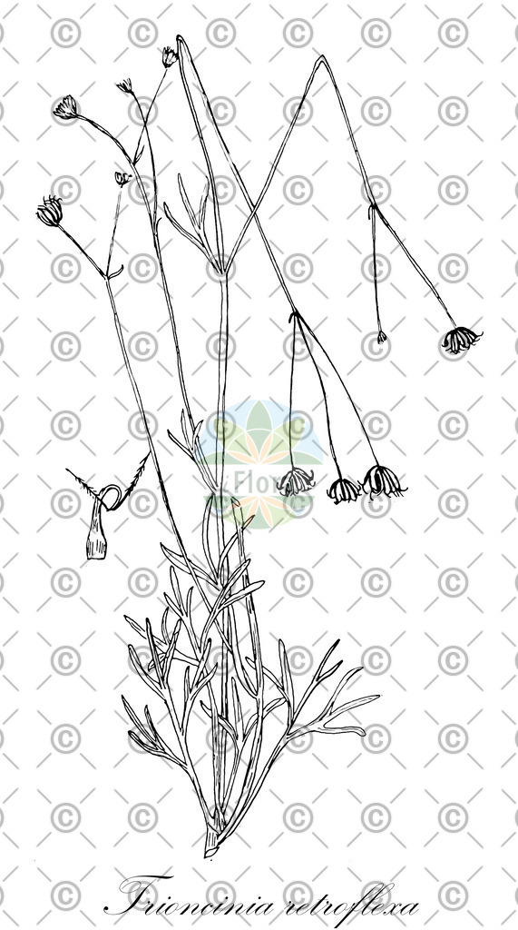 HistAbb_wfo-0000455326_1_ENZY_Simple | Historische Abbildung von Trioncinia retroflexa - Asteraceae | Historical Illustration of Trioncinia retroflexa - Asteraceae